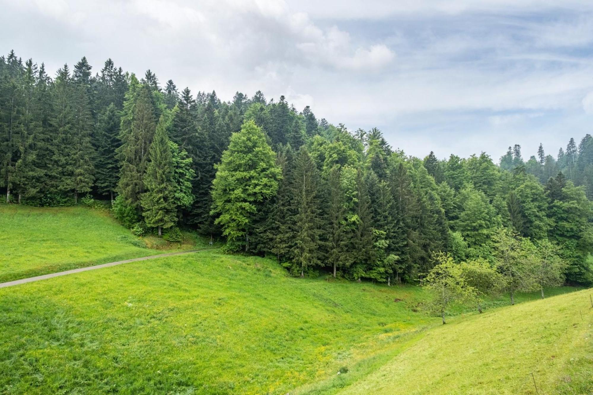 Schreinerhaeusle Naehe Titisee Himmelreich 外观 照片